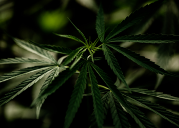 cannabis cannabis