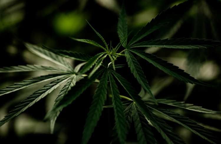 cannabis