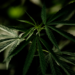 cannabis